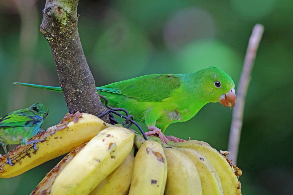 Plain Parakeet - ML45400091