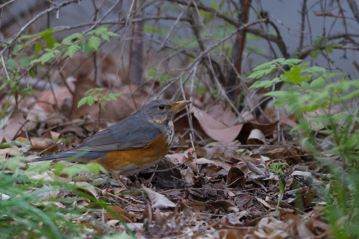 Gray-backed Thrush - ML454001181