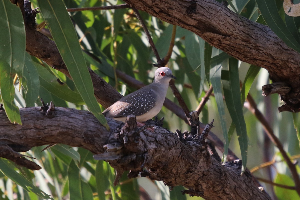 Diamond Dove - Andrew Hogg