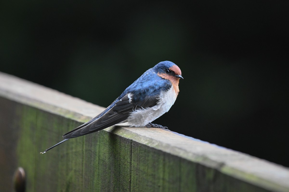 Welcome Swallow - ML454001611