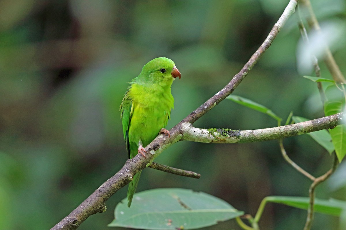 Plain Parakeet - ML45400191