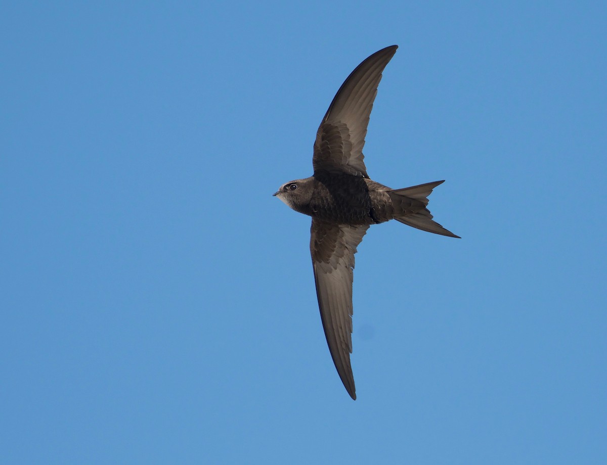 Common Swift - ML454002541