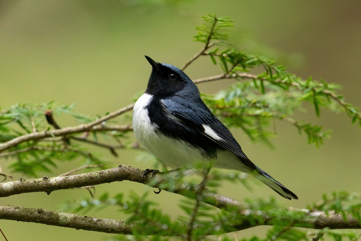 Black-throated Blue Warbler - ML454003091