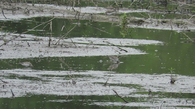 White-rumped Sandpiper - ML454003111