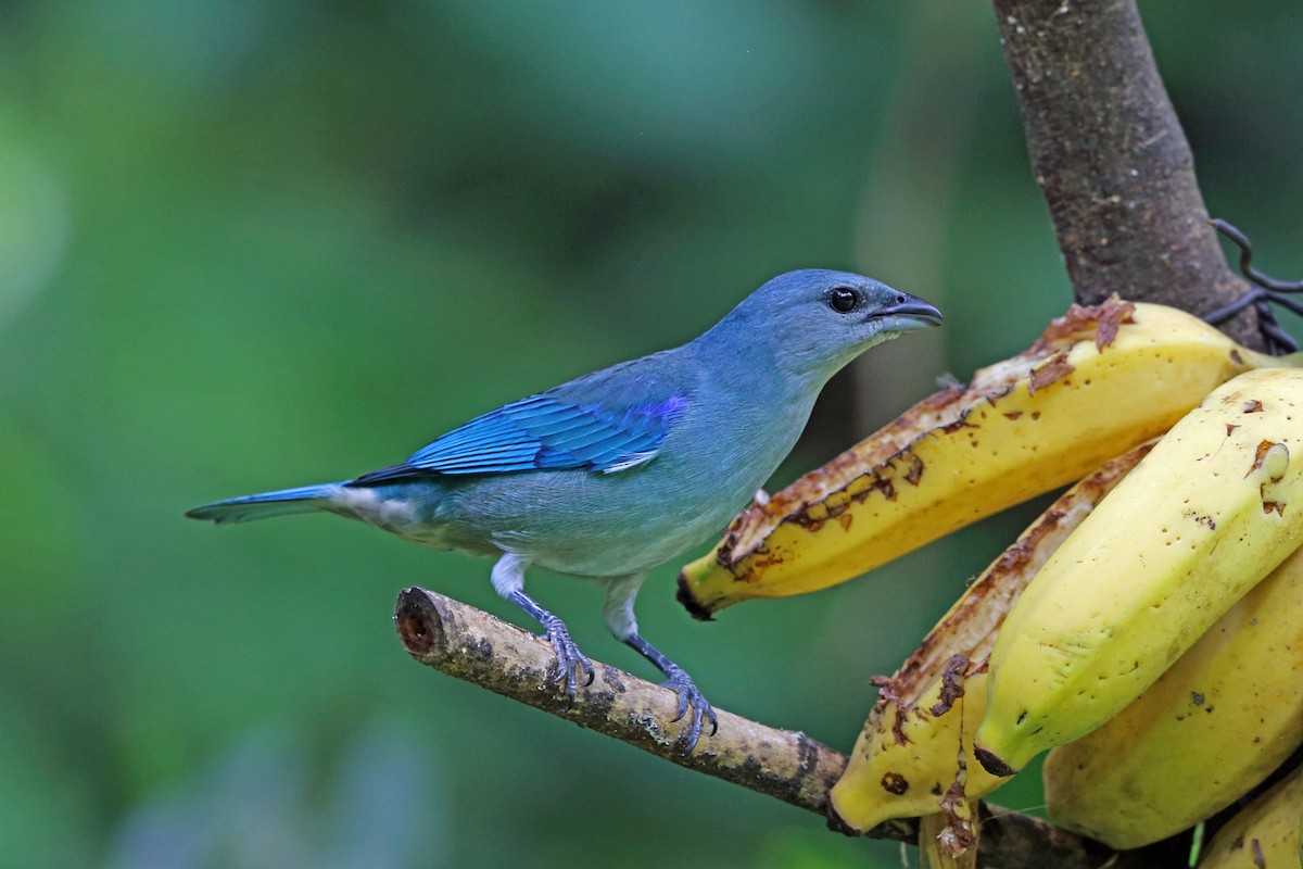 Azure-shouldered Tanager - ML45400331