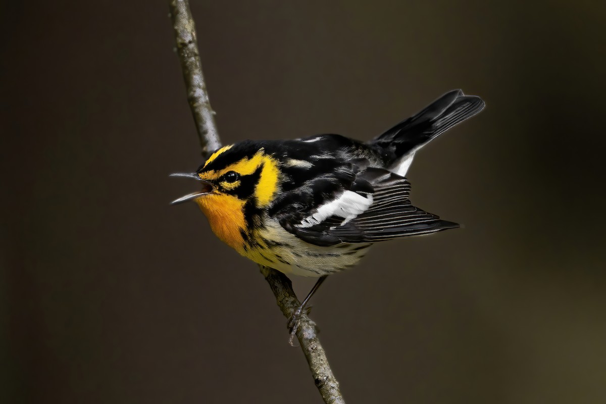 Blackburnian Warbler - ML454003491