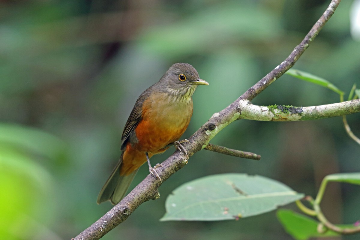 Rufous-bellied Thrush - ML45400371