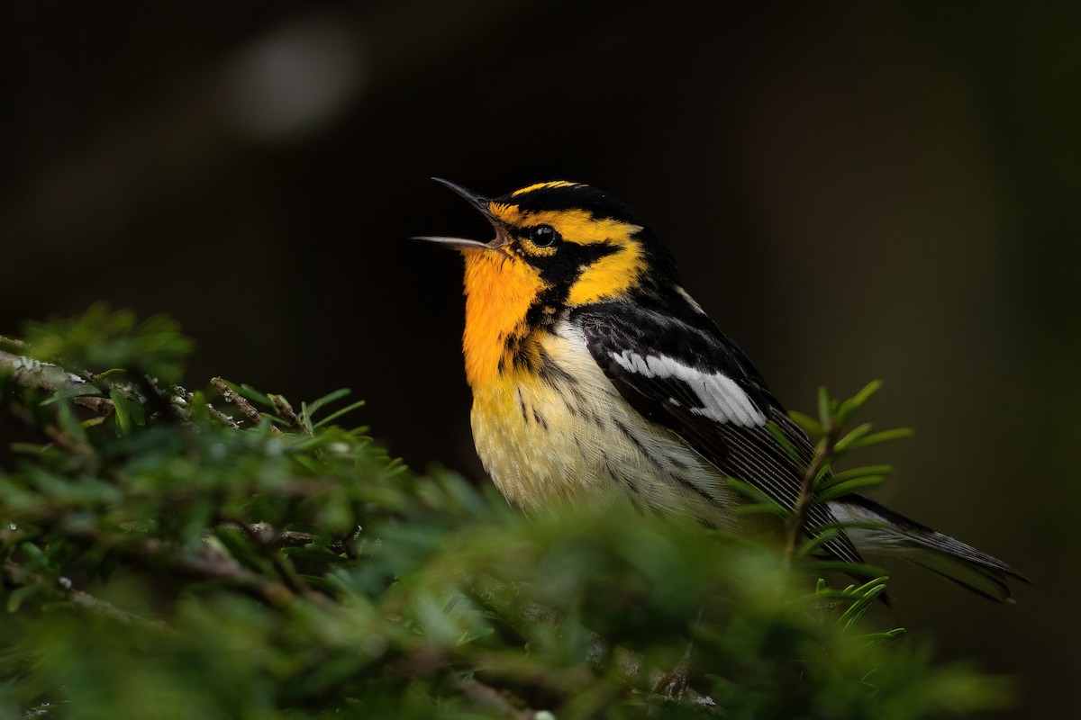 Blackburnian Warbler - Alicia Ambers