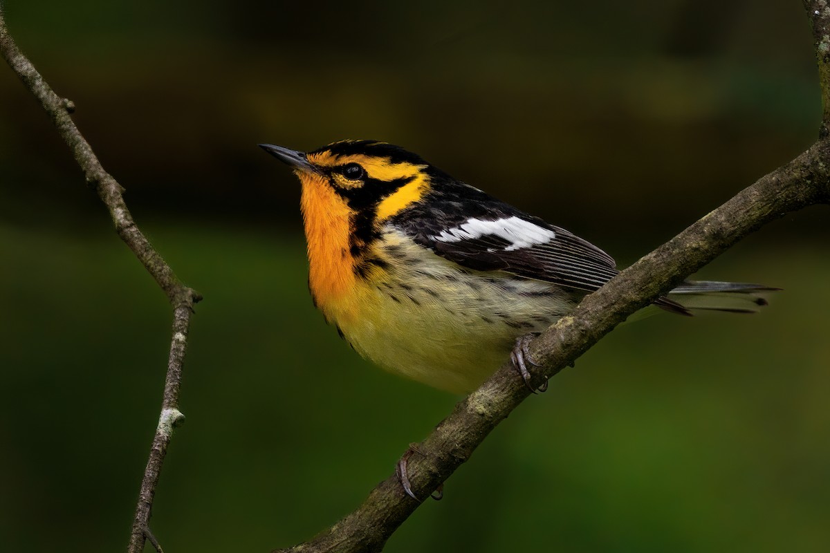 Blackburnian Warbler - ML454004141