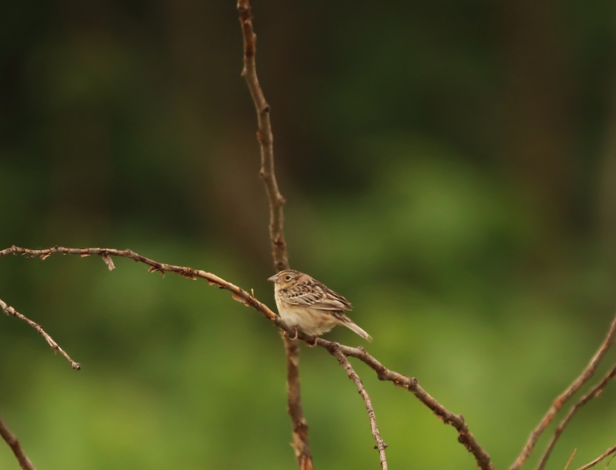 Grasshopper Sparrow - ML454004781