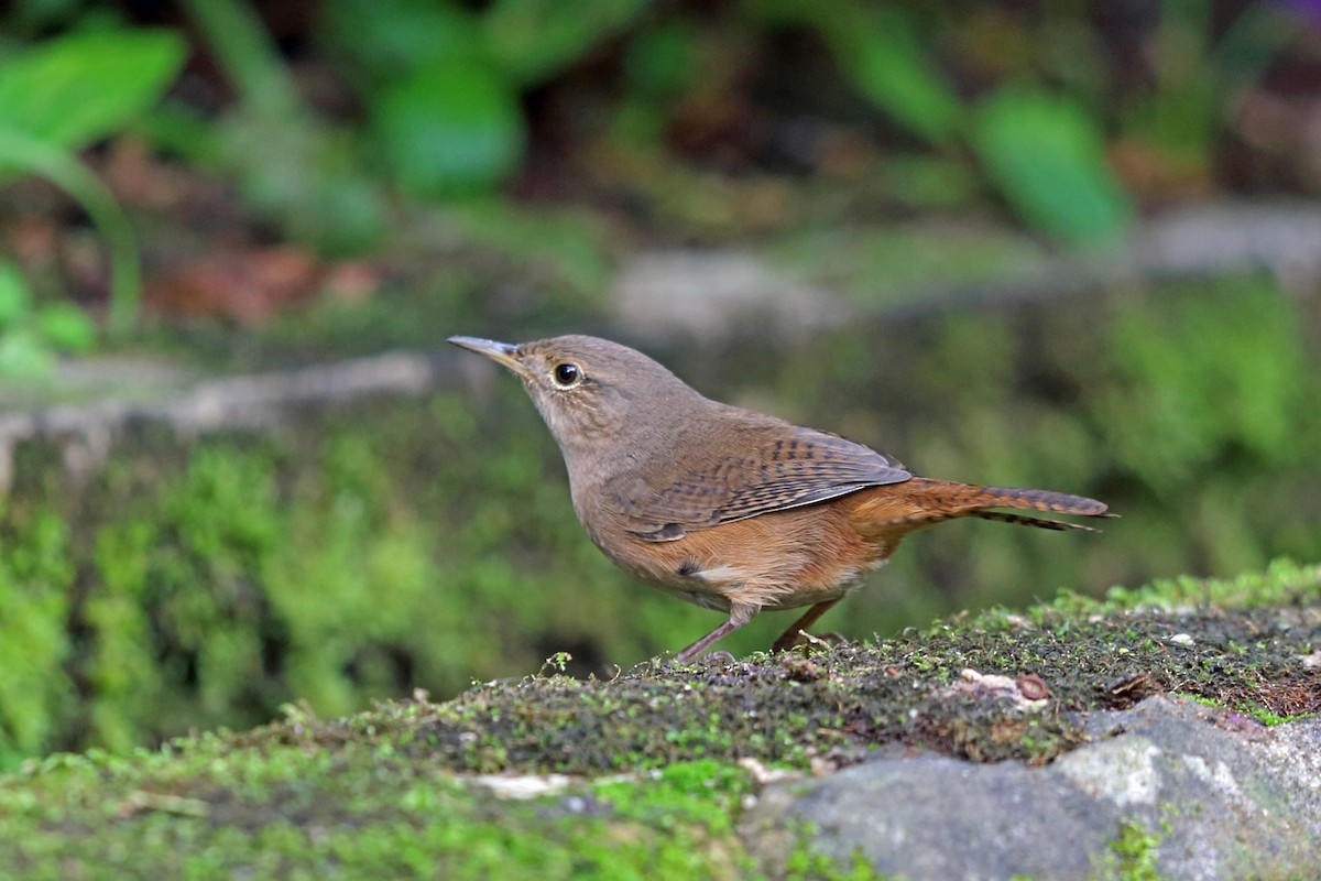 House Wren (Southern) - ML45400481