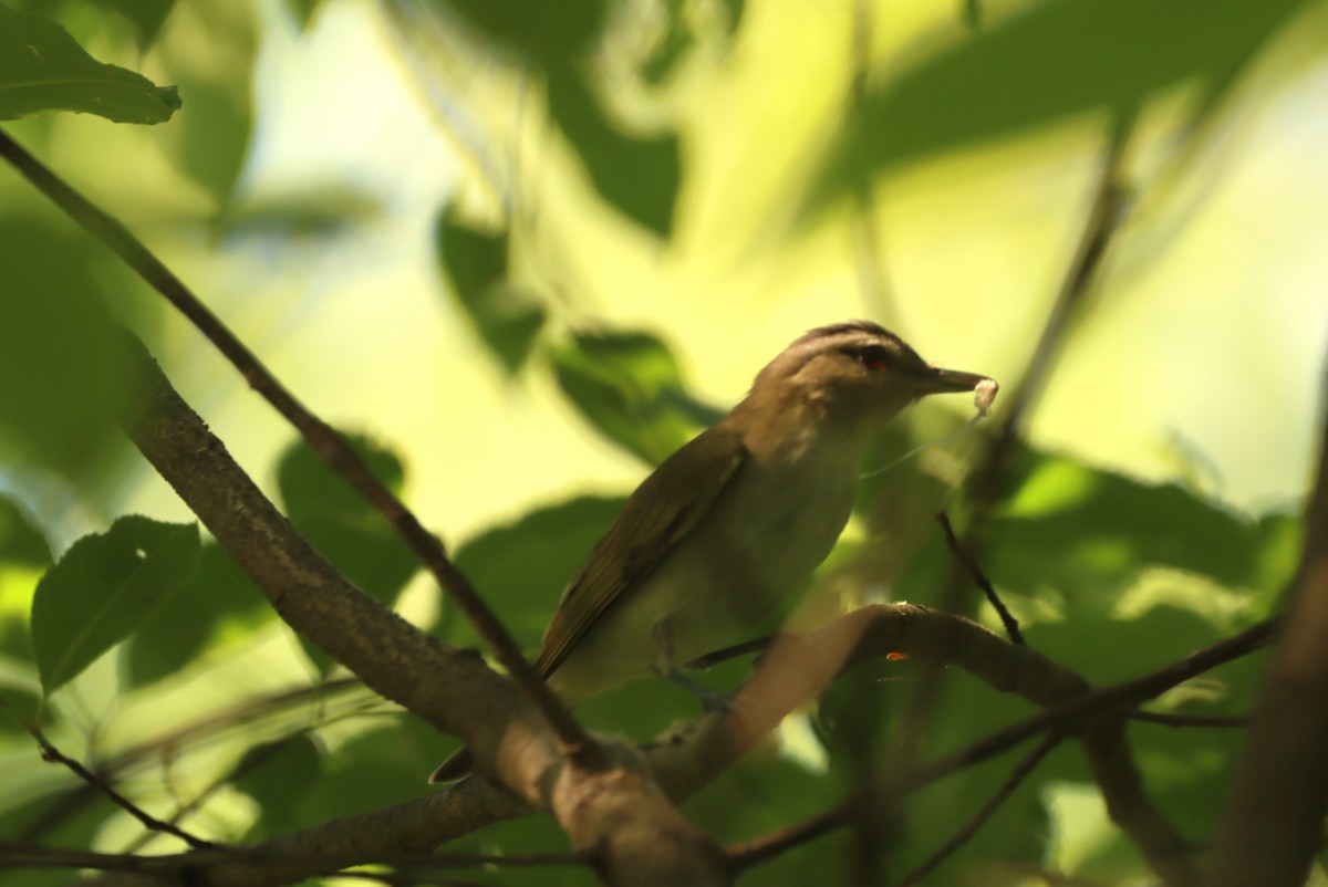 Vireo Ojirrojo - ML454004911