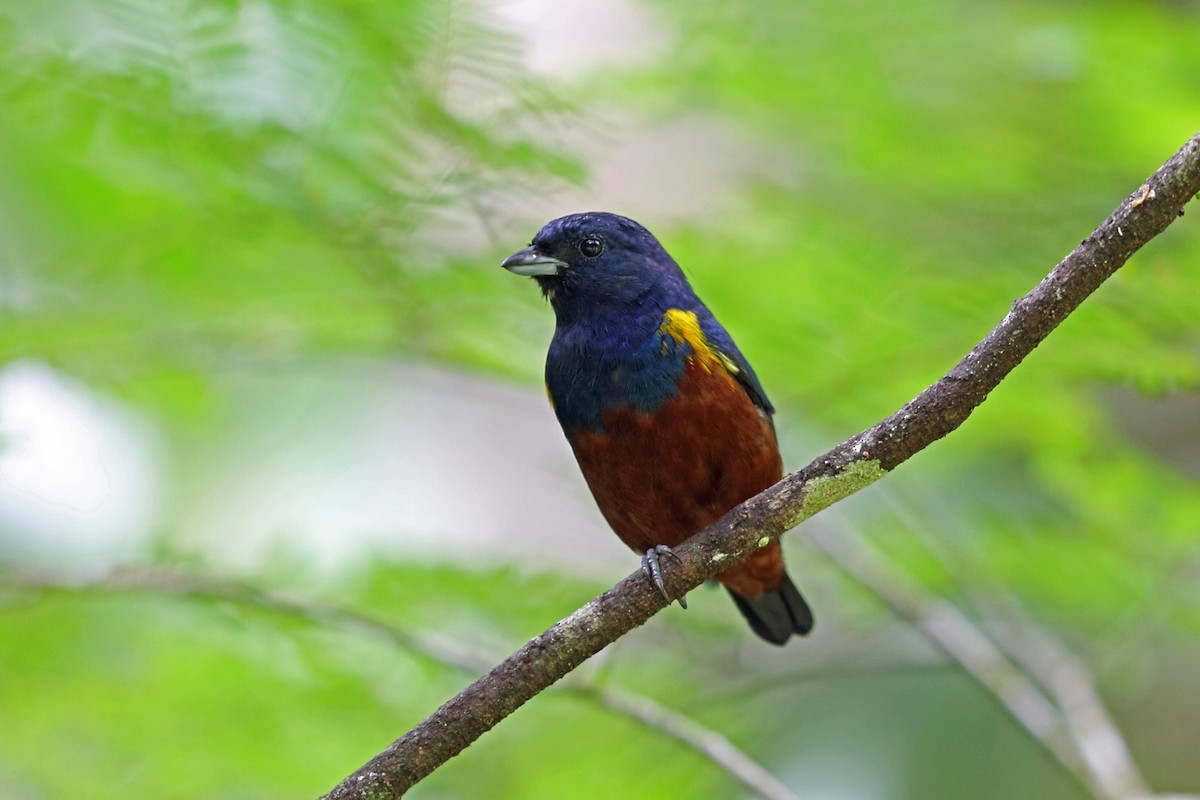 Chestnut-bellied Euphonia - ML45400551