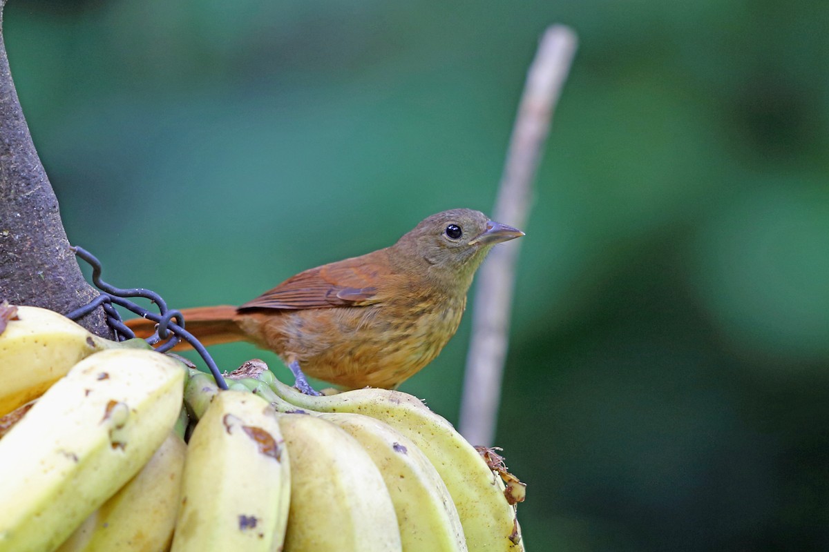Ruby-crowned Tanager - ML45400581