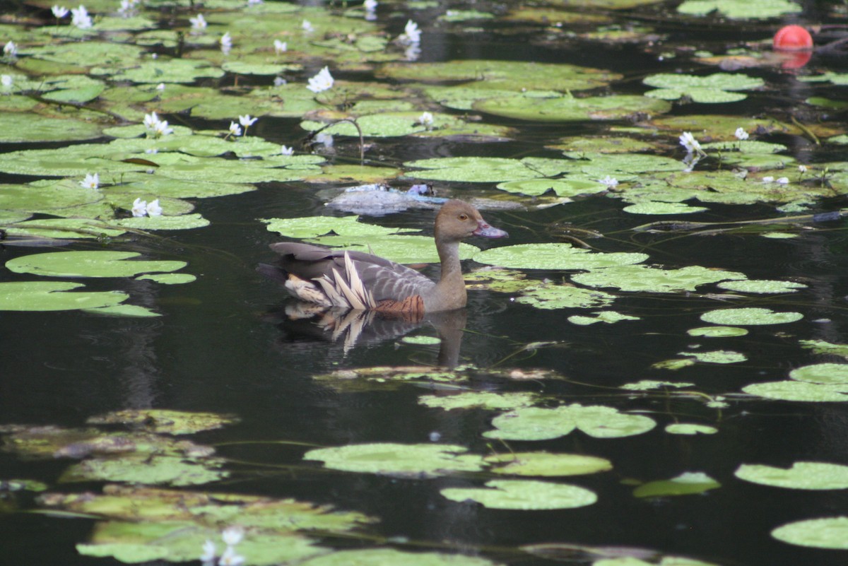 Plumed Whistling-Duck - ML454006691