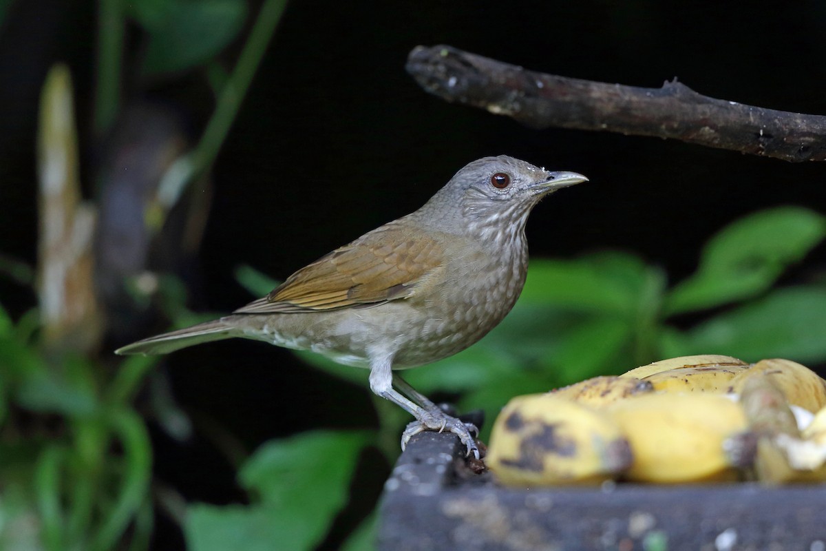 Pale-breasted Thrush - Nigel Voaden