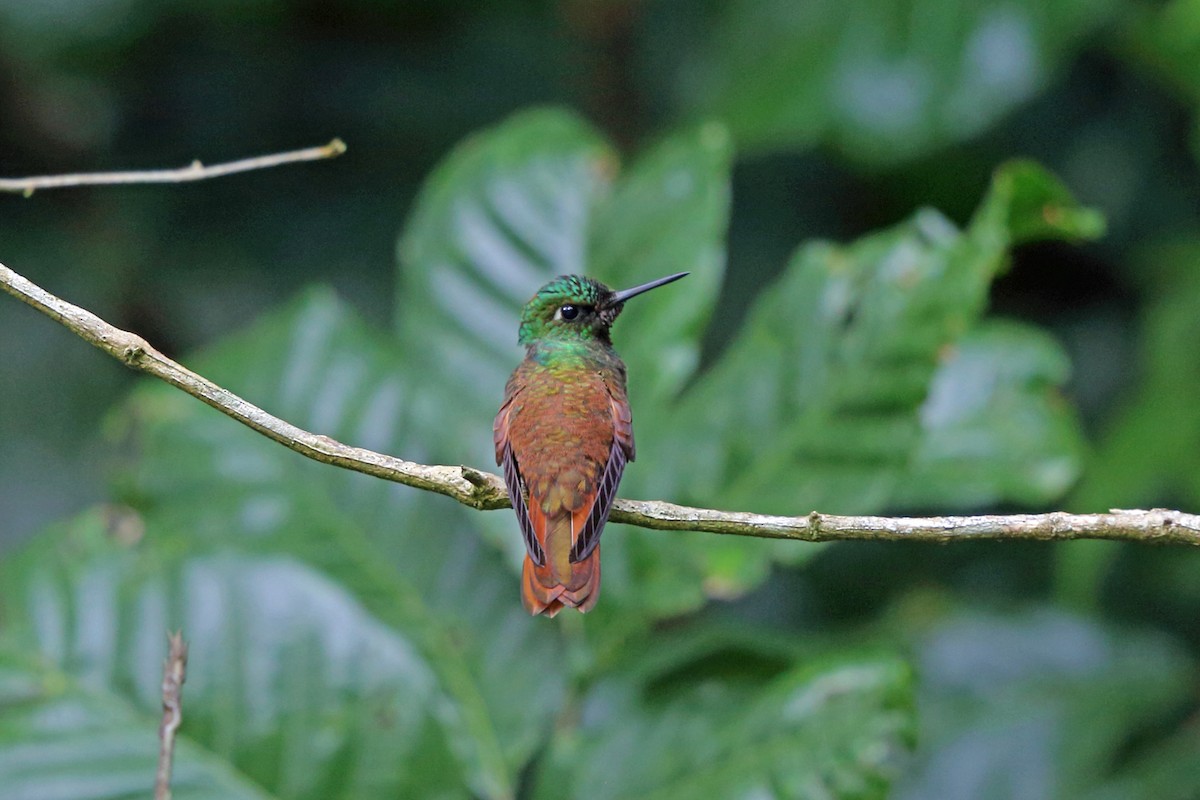 Colibri rubis-émeraude - ML45400691