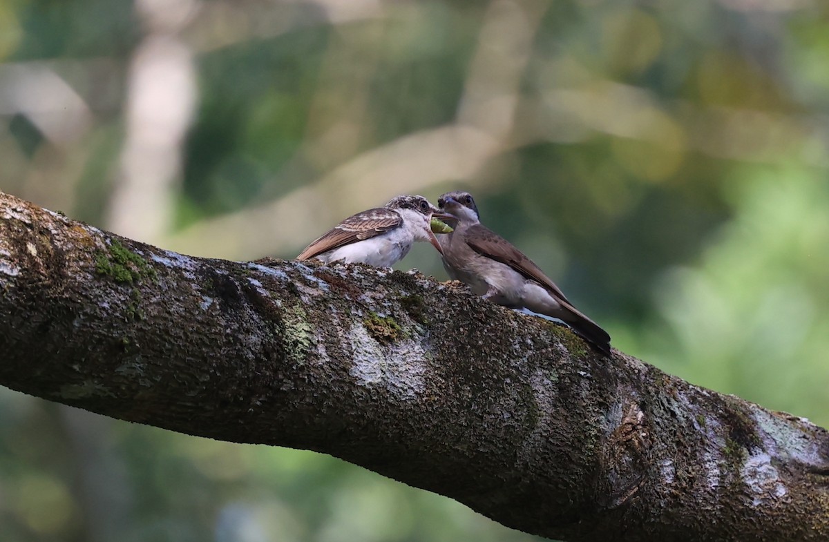 Large Woodshrike - ML454007011