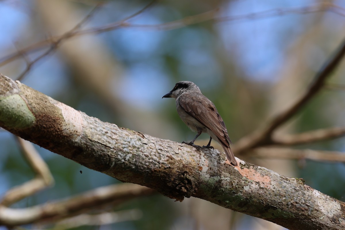 Large Woodshrike - ML454007021