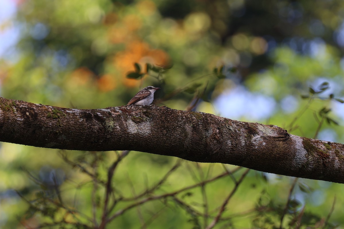 Large Woodshrike - ML454007031