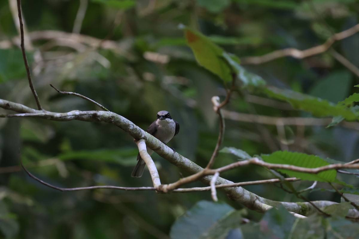 Large Woodshrike - ML454007121