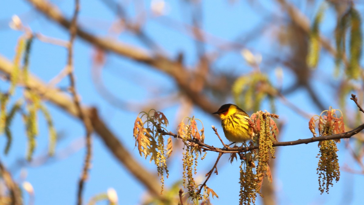 Cape May Warbler - ML454007211
