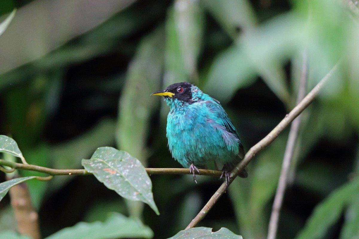 Green Honeycreeper - ML45400741