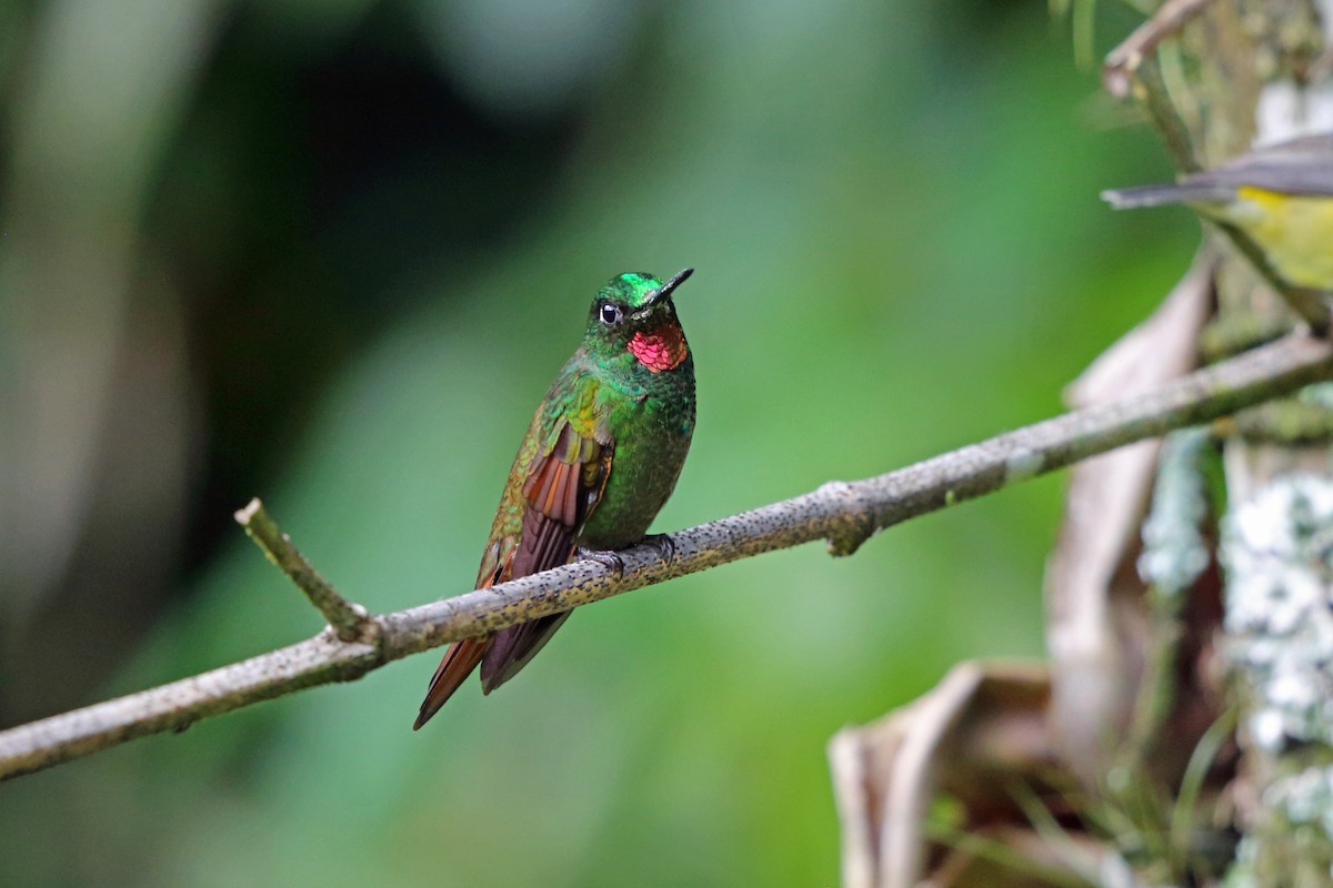 Colibri rubis-émeraude - ML45400761