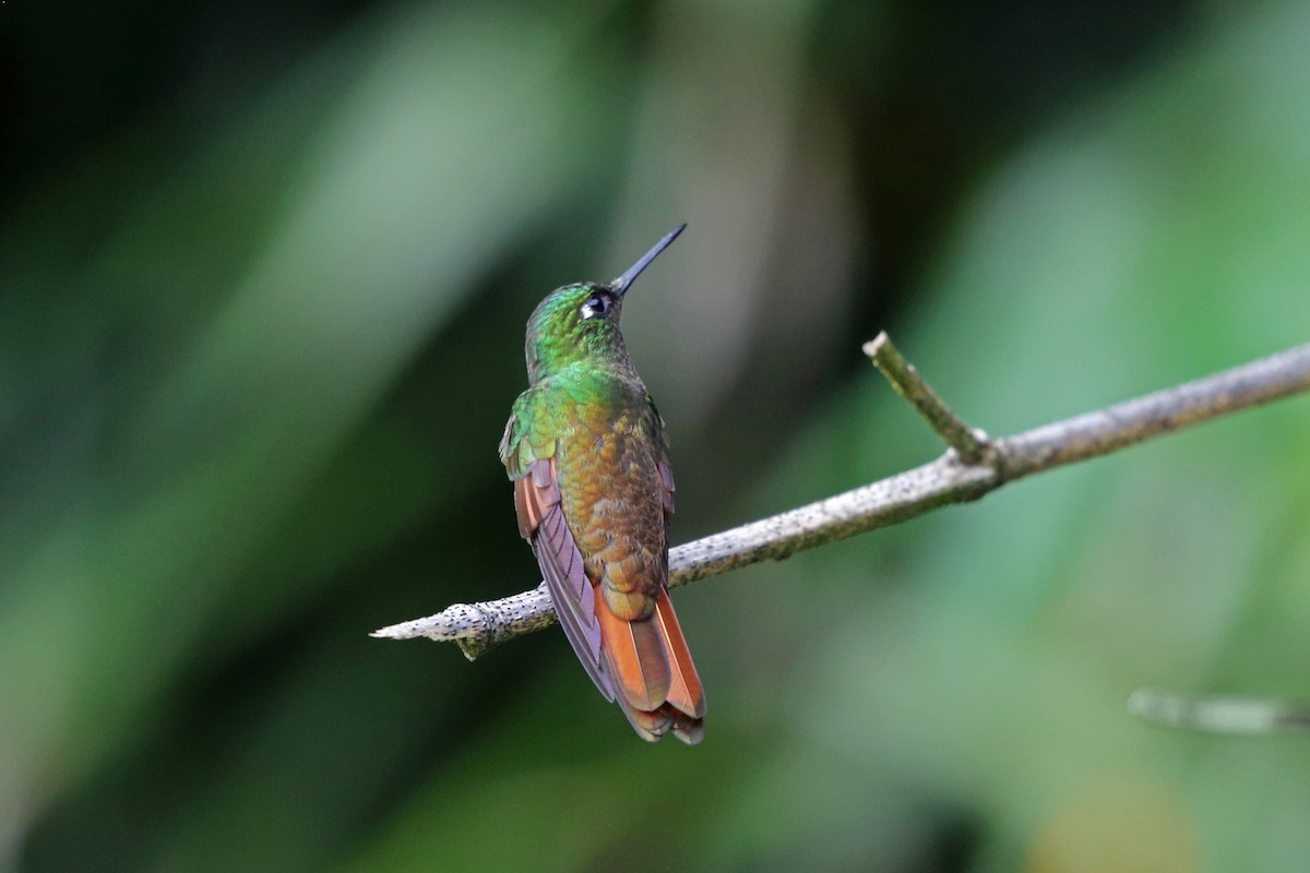 kolibřík brazilský - ML45400771