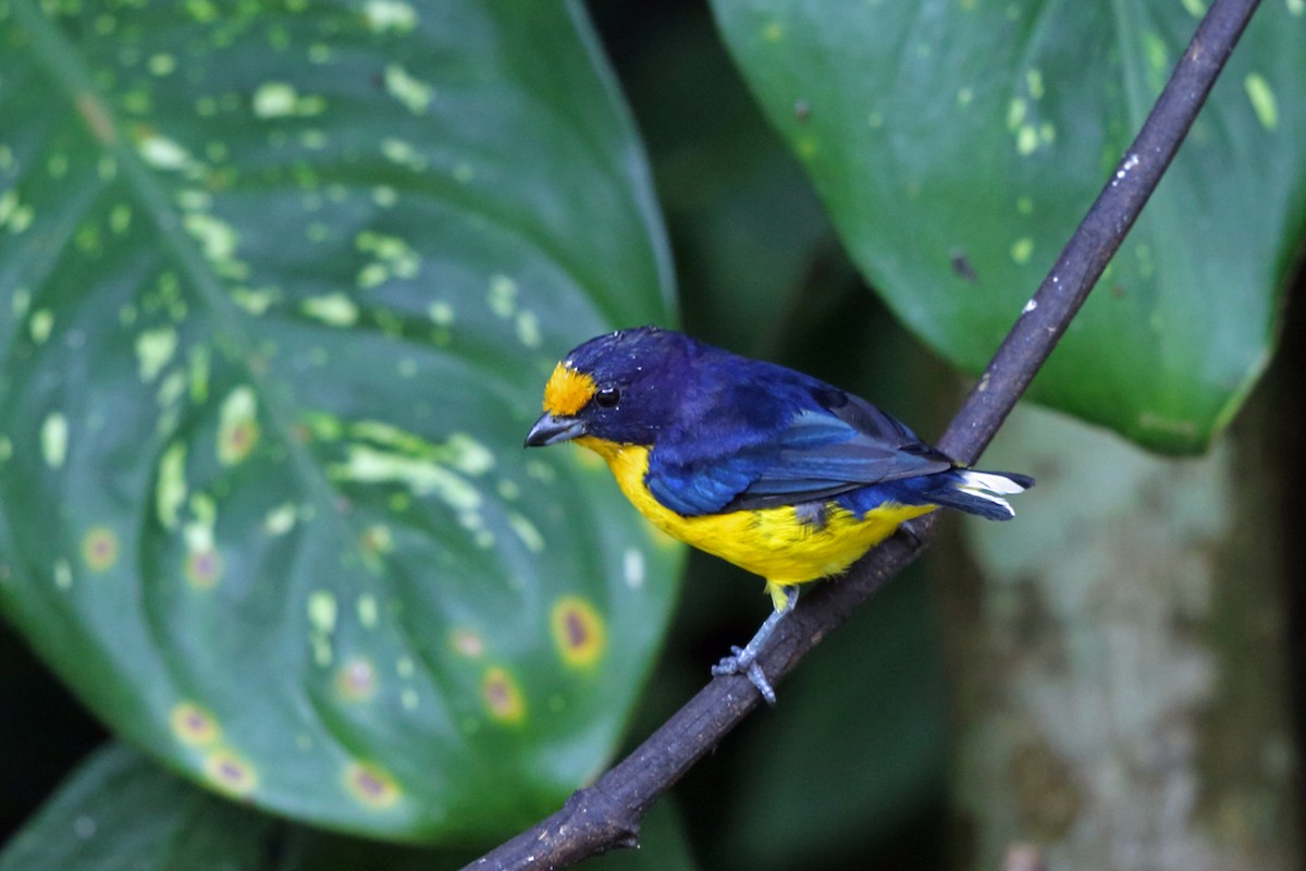 Violaceous Euphonia - ML45400811