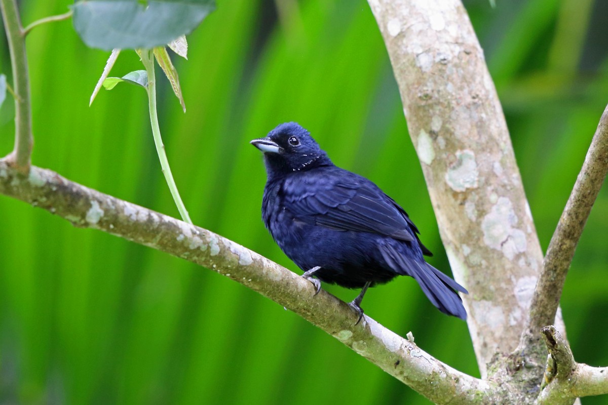 Ruby-crowned Tanager - ML45400831