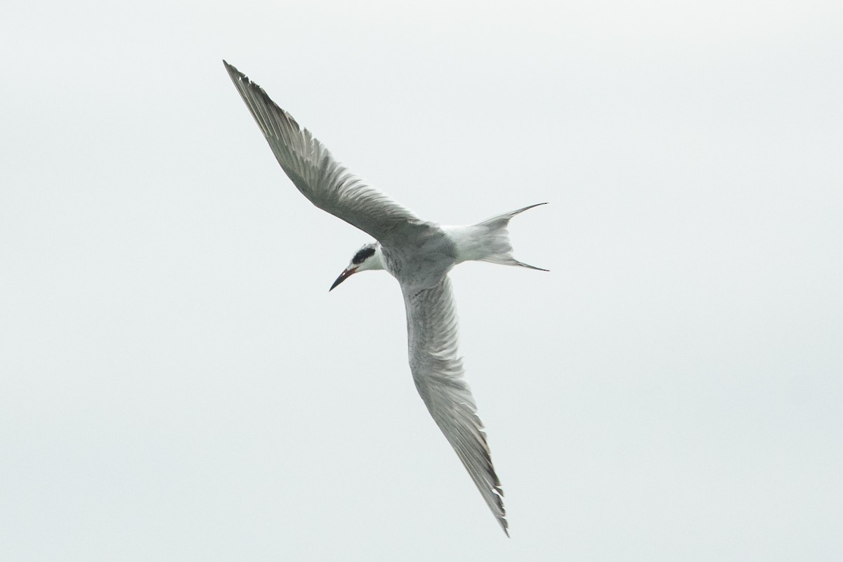 Forster's Tern - ML454008761