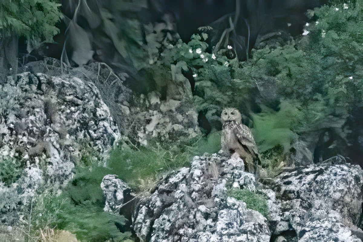 Eurasian Eagle-Owl - ML454008781