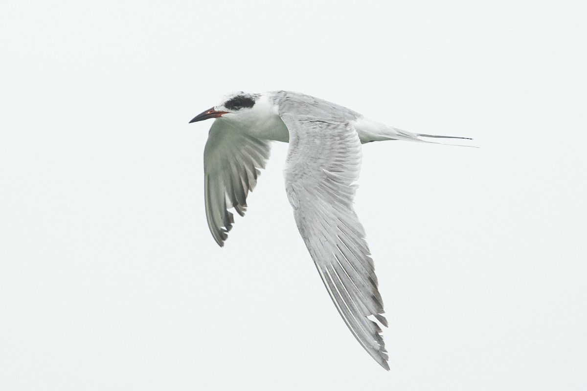 Forster's Tern - ML454008831