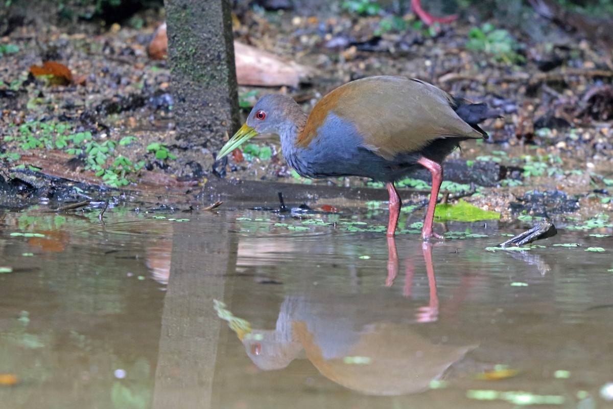 Slaty-breasted Wood-Rail - Nigel Voaden