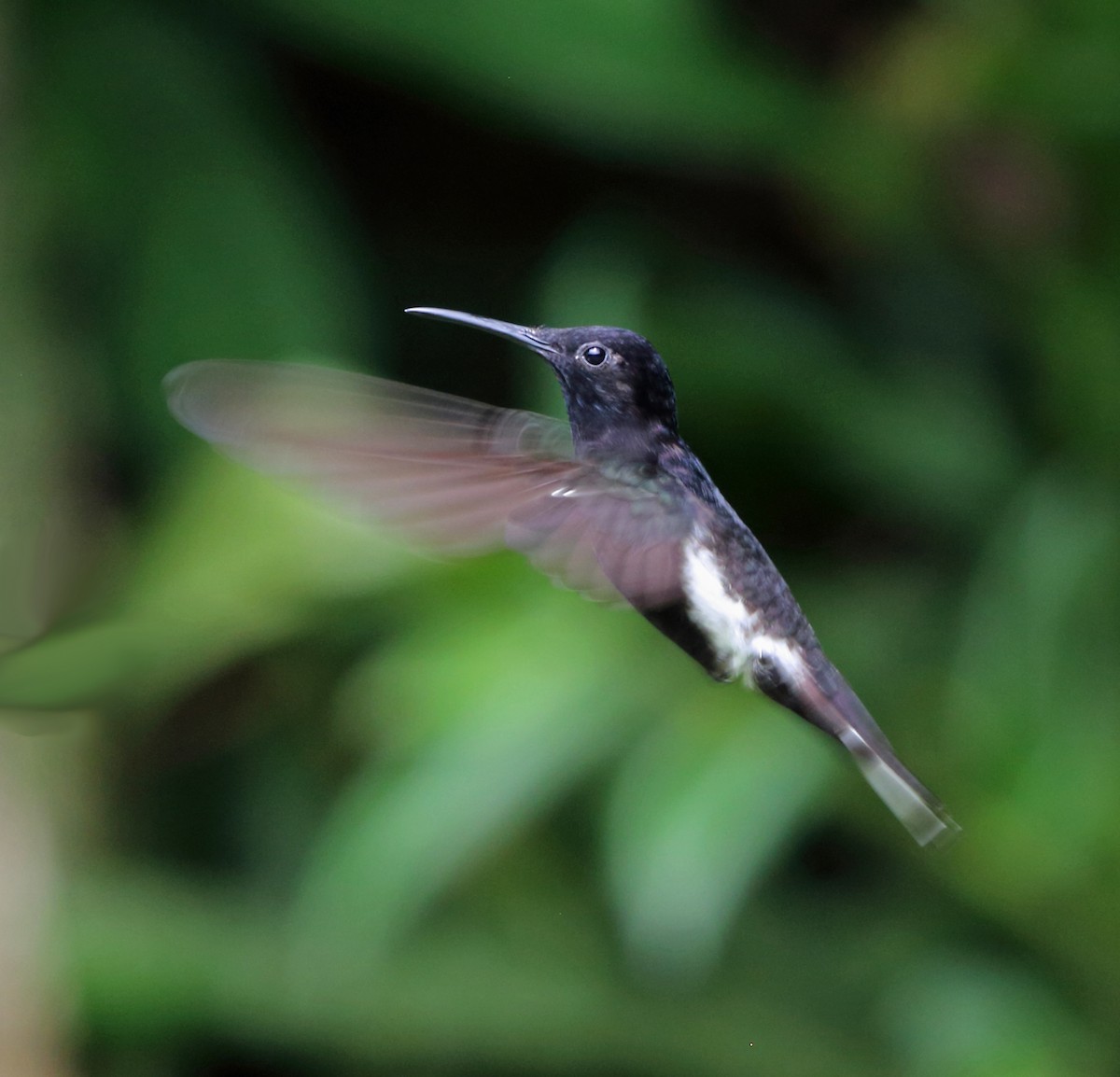 Colibrí Negro - ML45400971