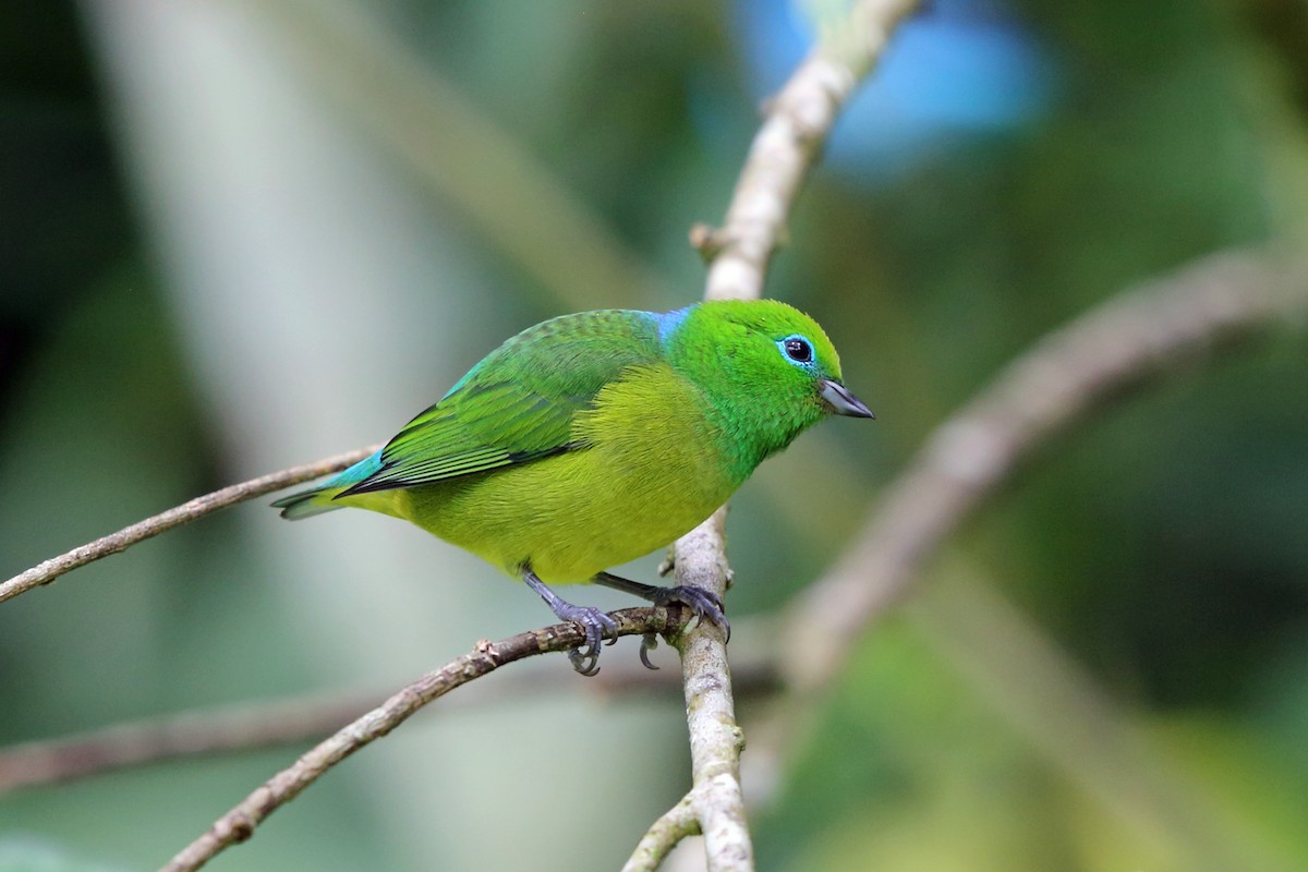 Blue-naped Chlorophonia - ML45401051