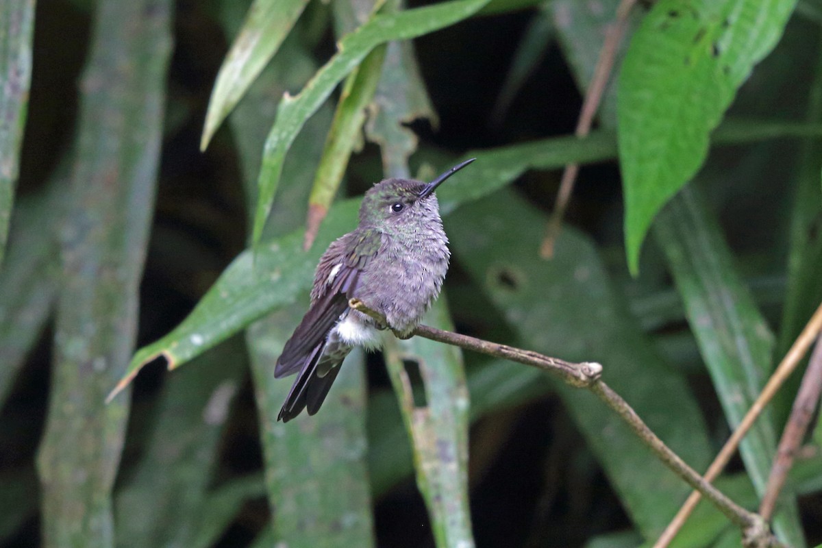 kolibřík temný - ML45401061