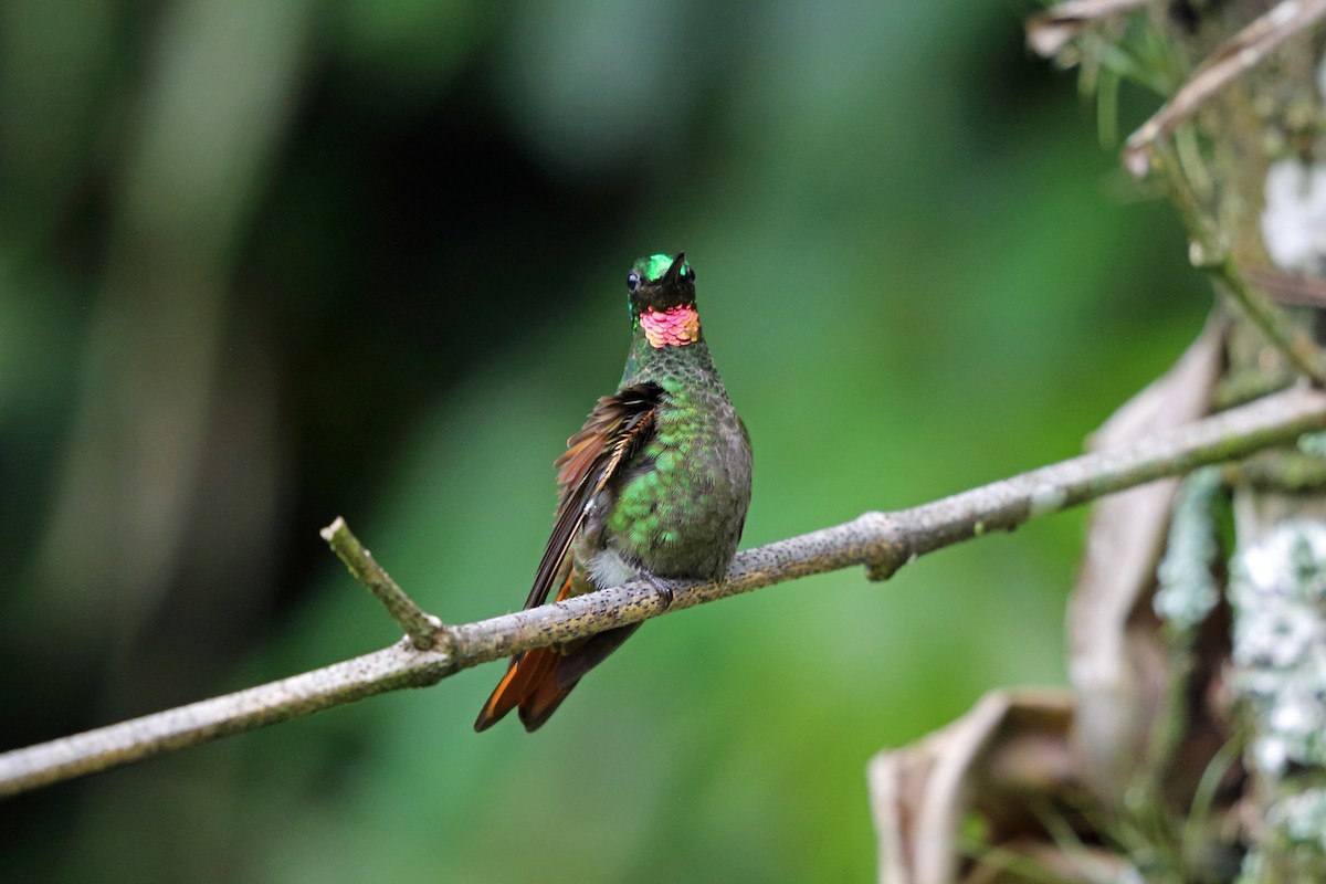 kolibřík brazilský - ML45401091