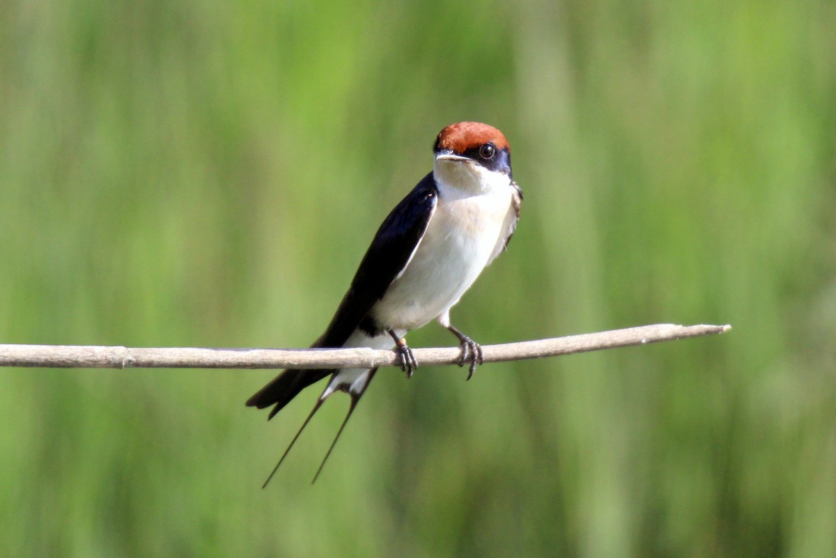 Wire-tailed Swallow - ML454010961