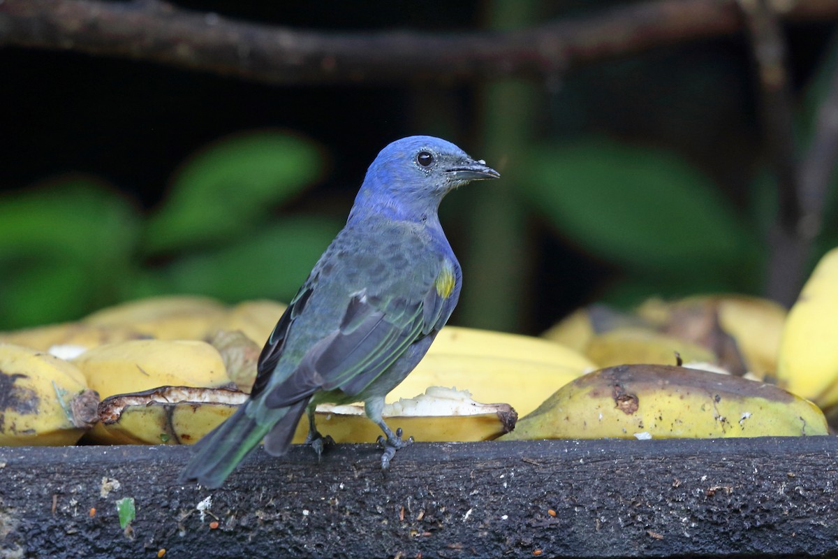 Golden-chevroned Tanager - ML45401121