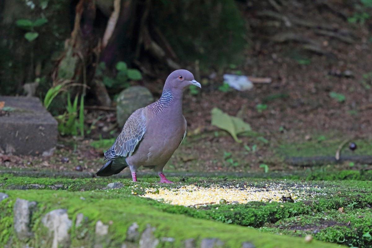 Pigeon picazuro - ML45401171