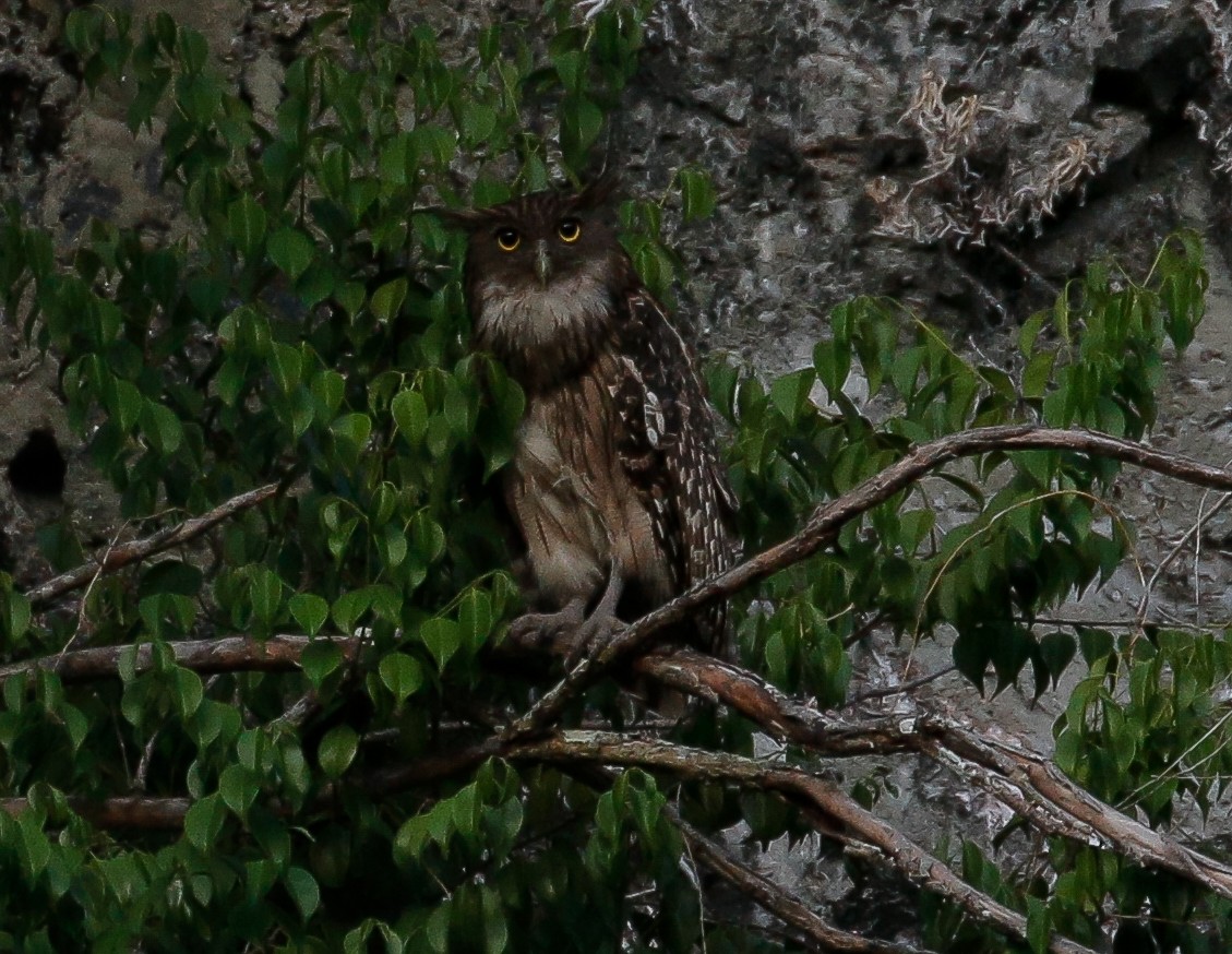 Brown Fish-Owl - ML454012321