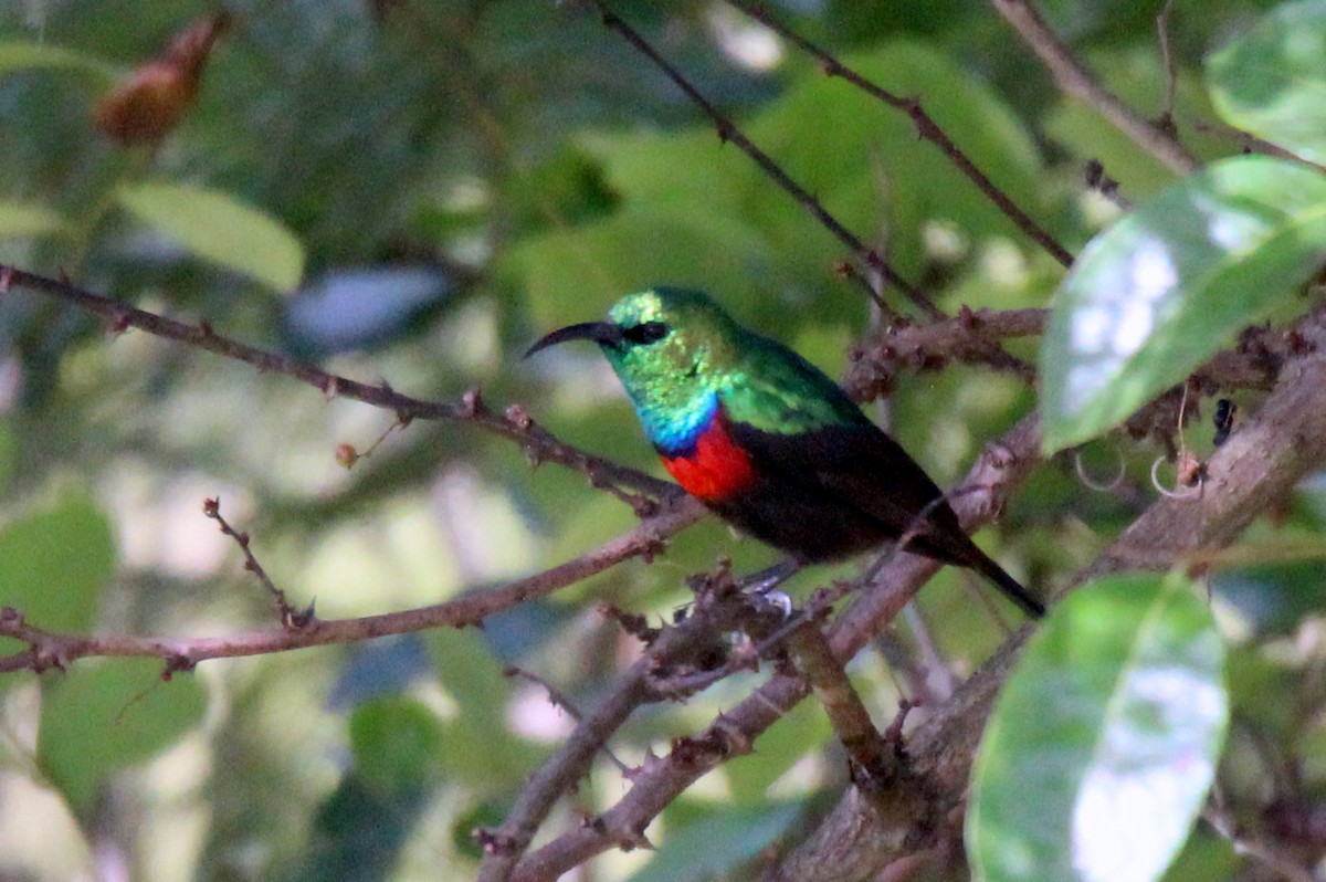 Shelley's Sunbird - 少杰 郦