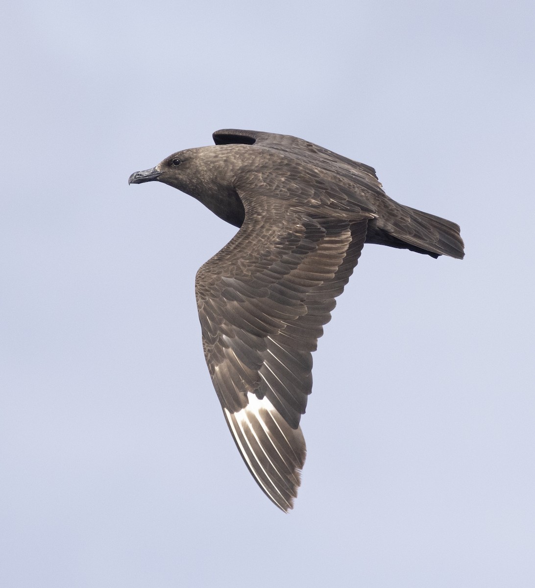 South Polar Skua - ML454012521