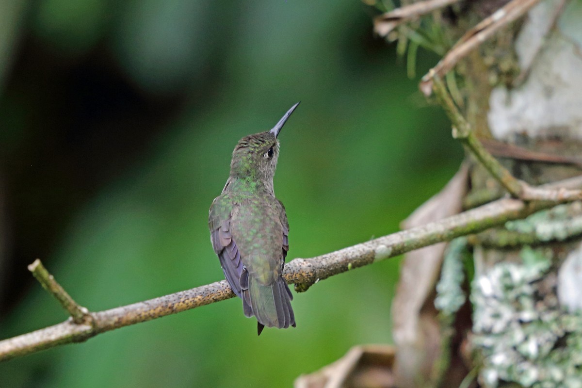 Colibri vert et gris - ML45401261