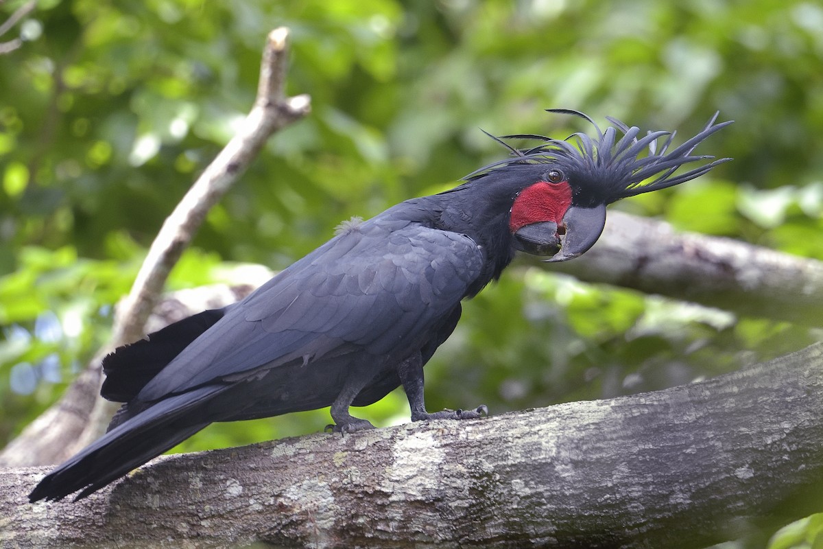 Cacatúa Enlutada - ML454013431