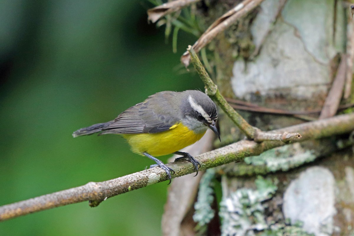 Bananaquit - ML45401351