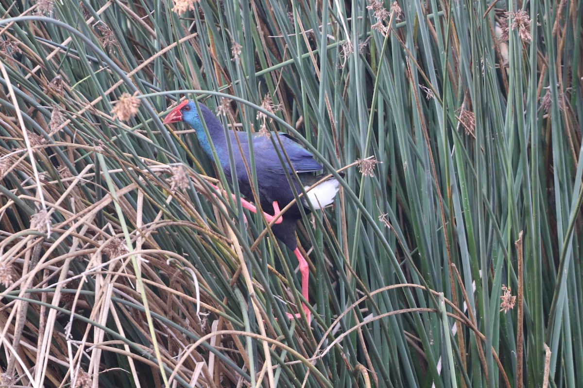 African Swamphen - ML454013871