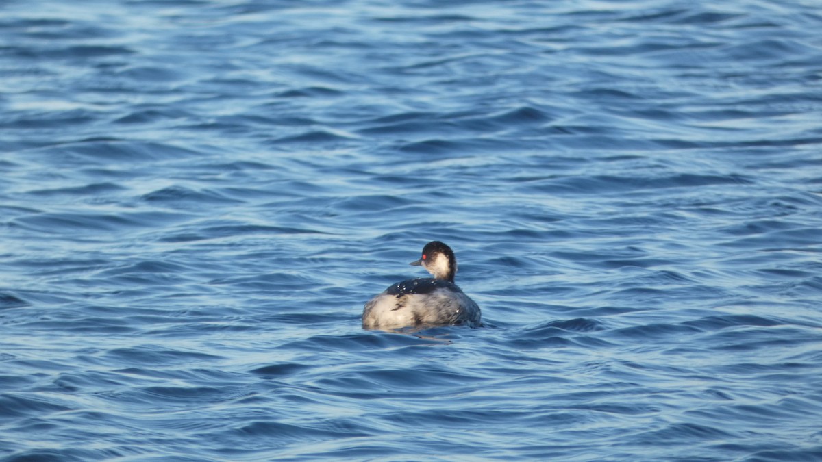 Eared Grebe - ML454014251